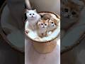 cute kitten,s 😍😘
