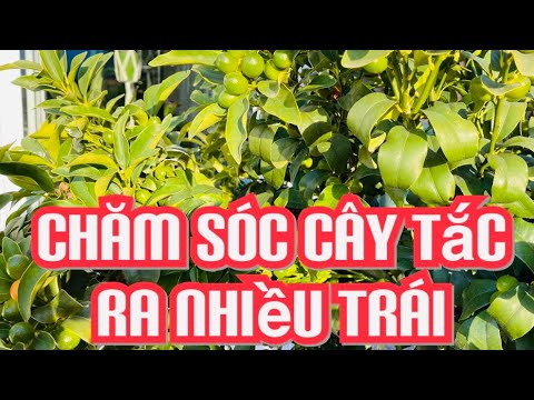 , title : 'Cách chăm sóc cho cây tắc ra nhiều trái'