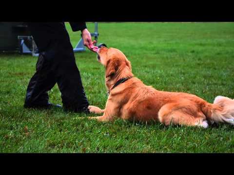 Månadens förening - Brukshundsklubben