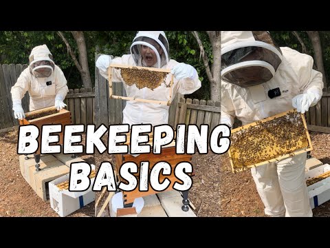 So You Want to Keep Bees? A Beginner's Guide from a New Beekeeper