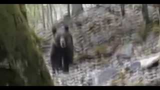 Cara a cara con un oso pardo