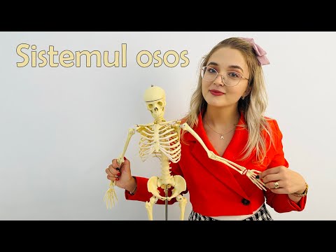 Sistemul osos - Cum sa înveți mai ușor oasele corpului uman?!