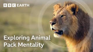 להקות החיות של ממלכת החיות שלנו | BBC Earth