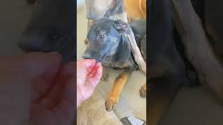 Video preview image #1 German Shepherd Dog-Unknown Mix Puppy For Sale in San Diego, CA, USA