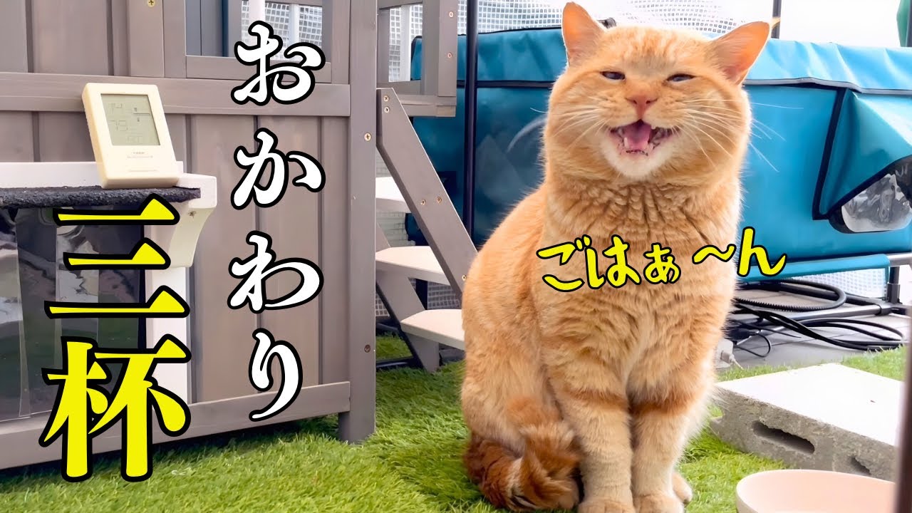 食欲が異常すぎる！強烈キャラのしゃべる野良猫
