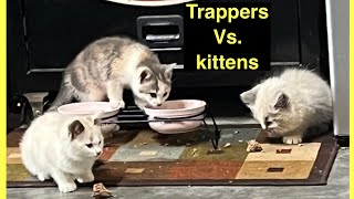 Objective: trap 4 feral kittens! Cat trapping feral cats #tnr