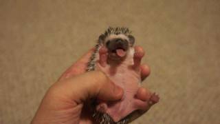 Baby Hedgehog Yawn