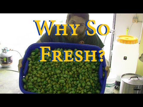Extreme Fresh-Hopping! How to brew with a LOT of fresh hops from this year's harvest!