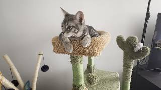 Small Cactus Cat Tree