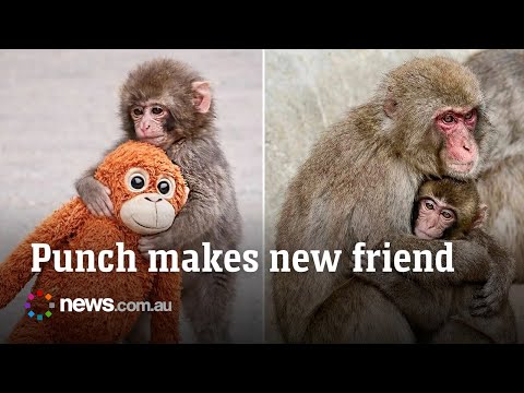 Punch the viral lonely monkey makes a new friend