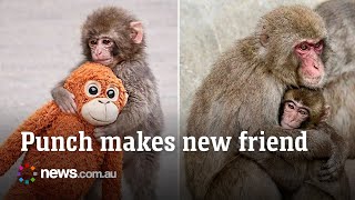 Download lagu Punch the viral lonely monkey makes a new friend mp3 Download lagu Punch the viral lonely monkey makes a new friend mp3
