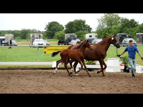 Hengstfohlen von Franco Nero x Veneno x Fürst Fugger