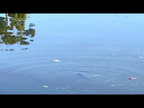 Lagoa do Pavilhão Gyeonghoeru