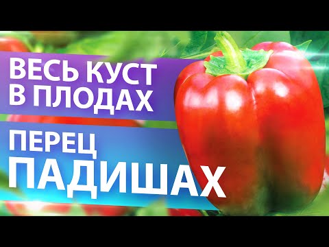 КОНКУРЕНТ МОРКОВИ. ПЕРЕЦ ПАДИШАХ