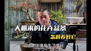 从大棚淘来的花卉盆景怎样把它养好