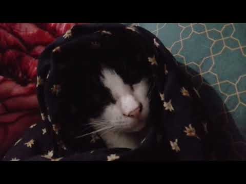 Aunty Aro Aro. Ours Mini Video.