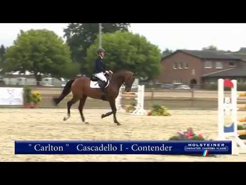 Cascadello Nachkomme_Carlton_Dirk Ahlmann