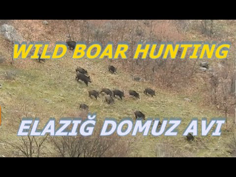 Doğu Anadolu'da Muhteşem Bir Domuz Avı / Wıld Boar Huntıng.