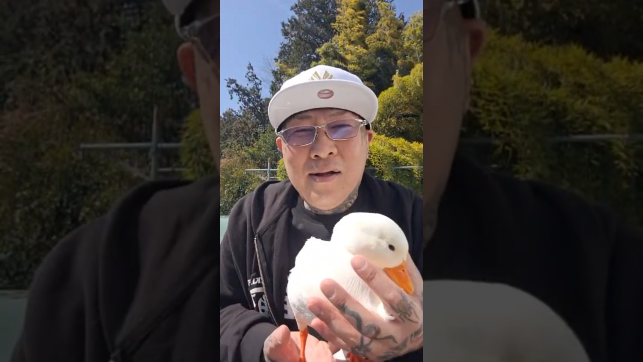 【ベタ慣れランが愛おし過ぎる】#コールダック #アヒル #duck #鳥 #birds #bird #癒し #癒し動画 #感動 #かわいい #かわいい動物 #可愛い #家族 #愛情 #赤ちゃん #子供