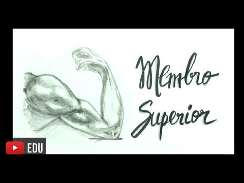 Me Salva! Ciências da Saúde - SMES01 - Introdução ao Membro Superior