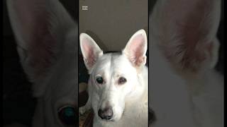 愛犬雑学①