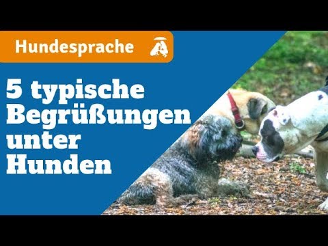 Wirksames Heilmittel für Prostata Vitaprost Kerzen, wie es in