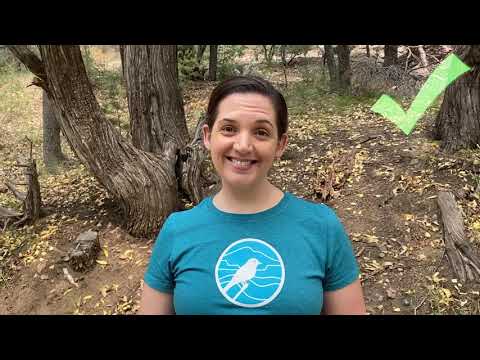 What to Do if You See a Black Bear