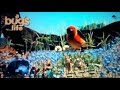 1001 Pattes The Time Of Your Life In French