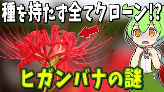 植物の謎６選！種を持たず全てクローン！？昔の人達は毒のあるヒガンバナをなぜ植えたのか【総集編】