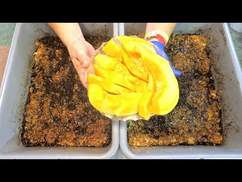 Half a cantaloupe melon for the 82-day red wiggler worm bins - vermicompost