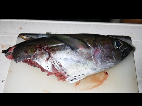 Cattura e cucina: filetto di tonno allo squalo - colazione, pranzo e cena