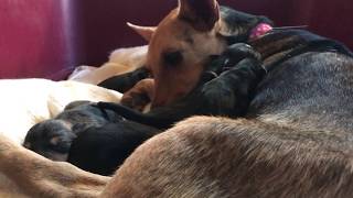 Milagros: A Miracle Indeed