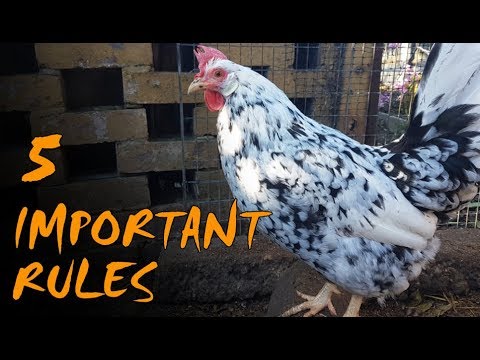 , title : 'Chicken Keeping for Beginners | UK Rules and Regulations'