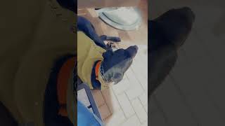 Video preview image #1 Treeing Walker Coonhound Puppy For Sale in Chandler, AZ, USA