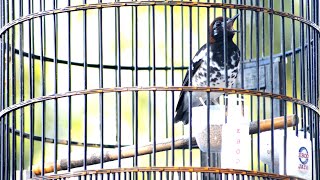 Download lagu ANIS KEMBANG NGESIT ngeplong PANCINGAN ANIS KEMBANG BIAR BUNYI mp3