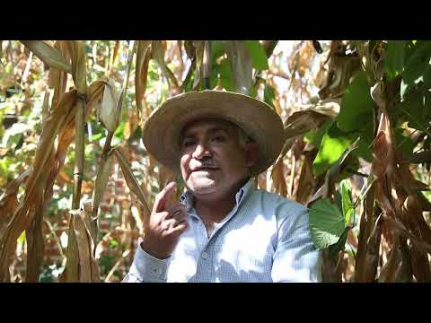 Hechos de Maíz - Documental Original