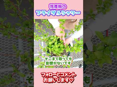  SOS: 葉が黄色いアジサイがあります!病気ですか？何をするか？  庭園