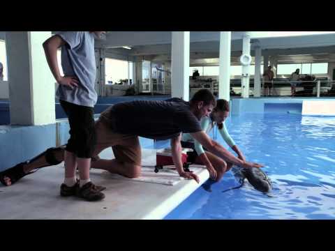 Dolphin Tale (Featurette)