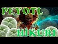 PEYOTE\HÍKURI THE REAL LEGACY THROUGHOUT HUMANKIND HISTORY