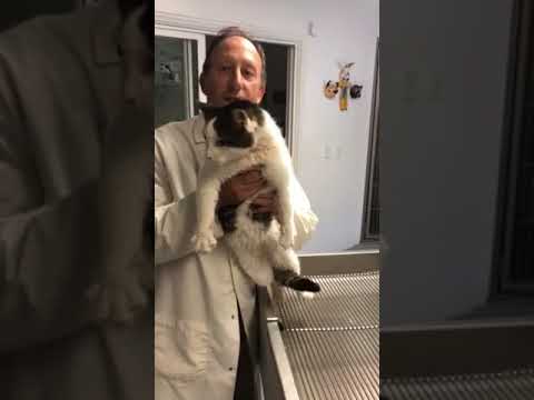 Post op on a cat with middle ear and oral cavity inflammatory Polyps