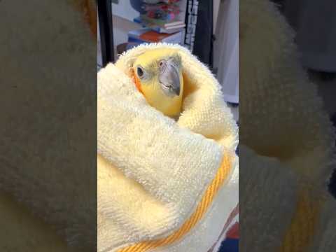 Cute Pika Pika Peekaboo 🥰🦜 Playtime #cutepets #cockatielscraze