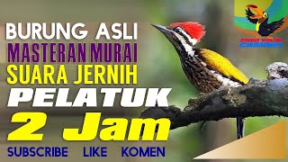 Download lagu PELATUK SAMPIT DURASI 2 jam nonstop mp3 Download lagu PELATUK SAMPIT DURASI 2 jam nonstop mp3