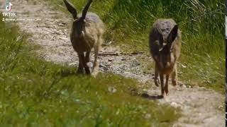Download lagu #Shorts 2 Hares out for a stroll at Buckenham Marshes mp3