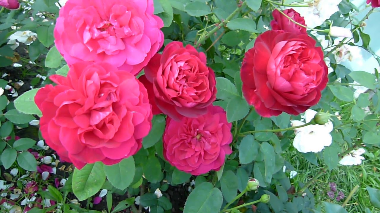 Роза L.D. Braithwaite