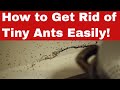 Ant Apocalypse: How to Get Rid of Tiny Ants in Record Time!