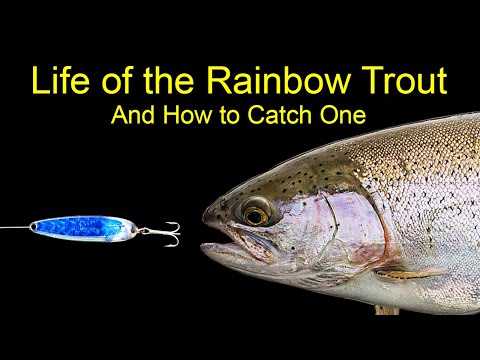 Life of the Rainbow Trout and How to Catch One (Trout Fishing)