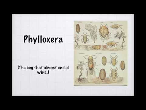 Winecast: Phylloxera