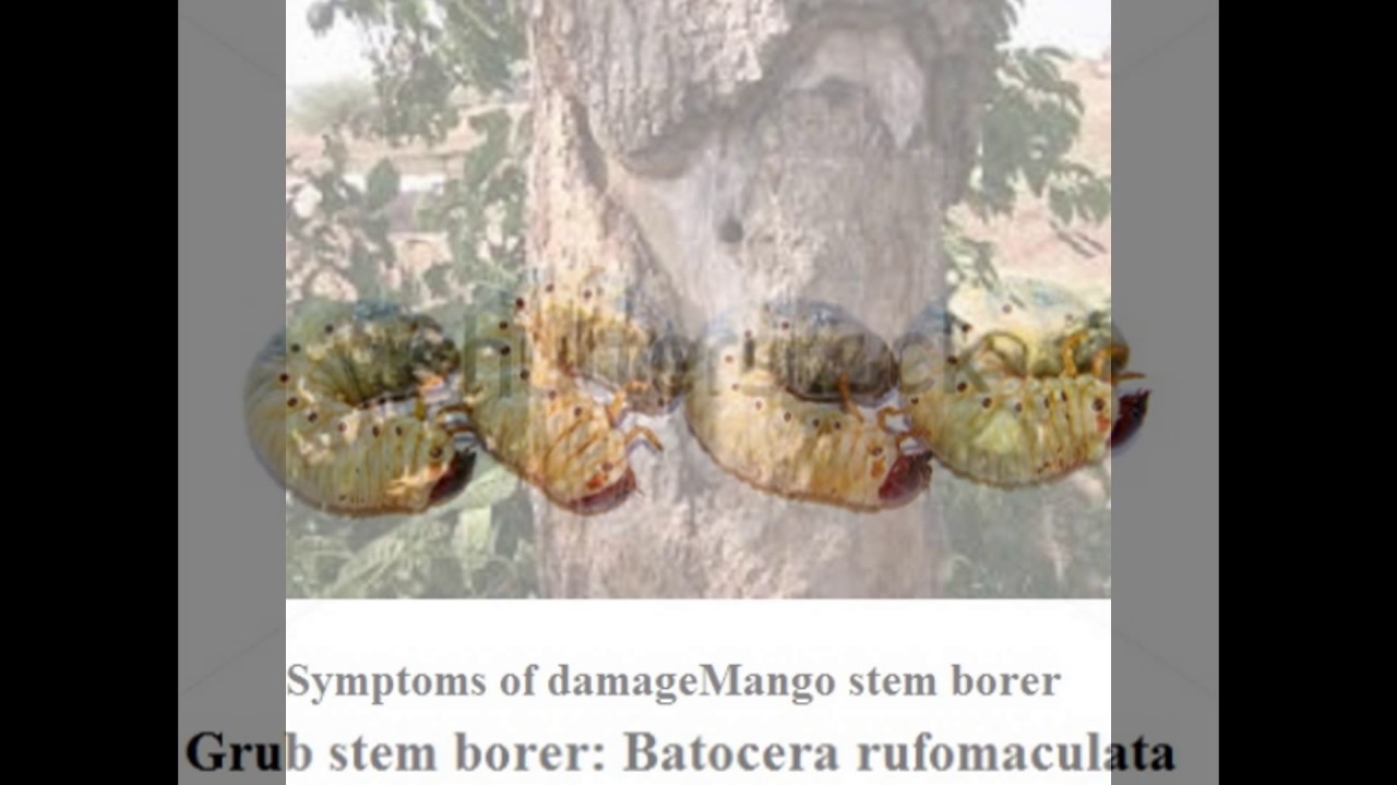 Mango: Insect and pest video identification with images