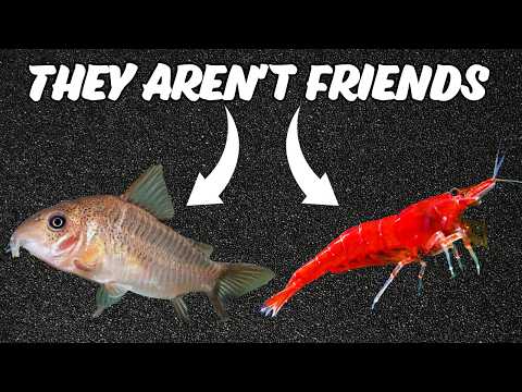 Debunking Shrimp Keeping Myths - Cherry Shrimp Care