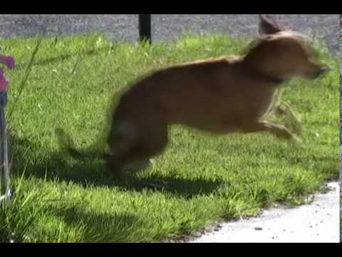 Dog vs Mousetrap - How To Keep The Neighbors Dog Out Of Your Yard